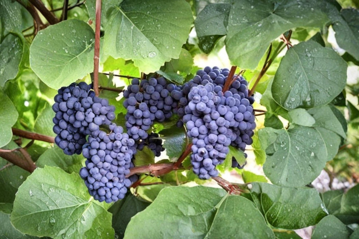 Blue Grape Vine Cuttings - 10 Unrooted Cuttings with 2-3 Nodes (Vitis spp.) - Cold Hardy for Temperate Climates