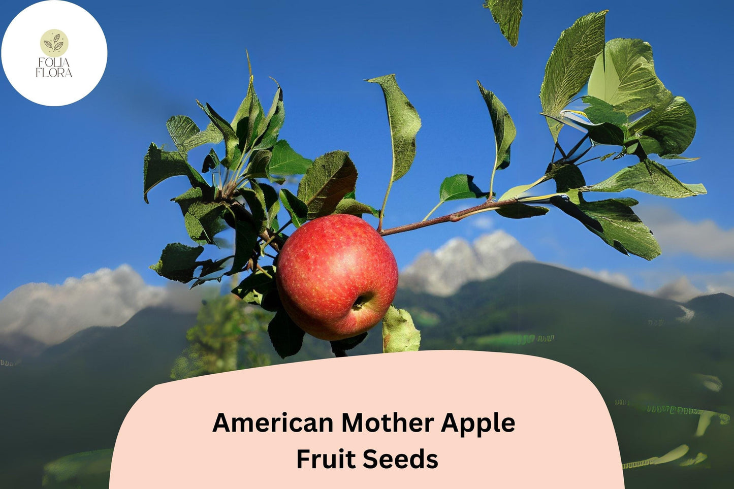 25+ American Mother Apple Seeds | Heirloom Dessert Apple Tree Seeds | Malus domestica Antique Variety