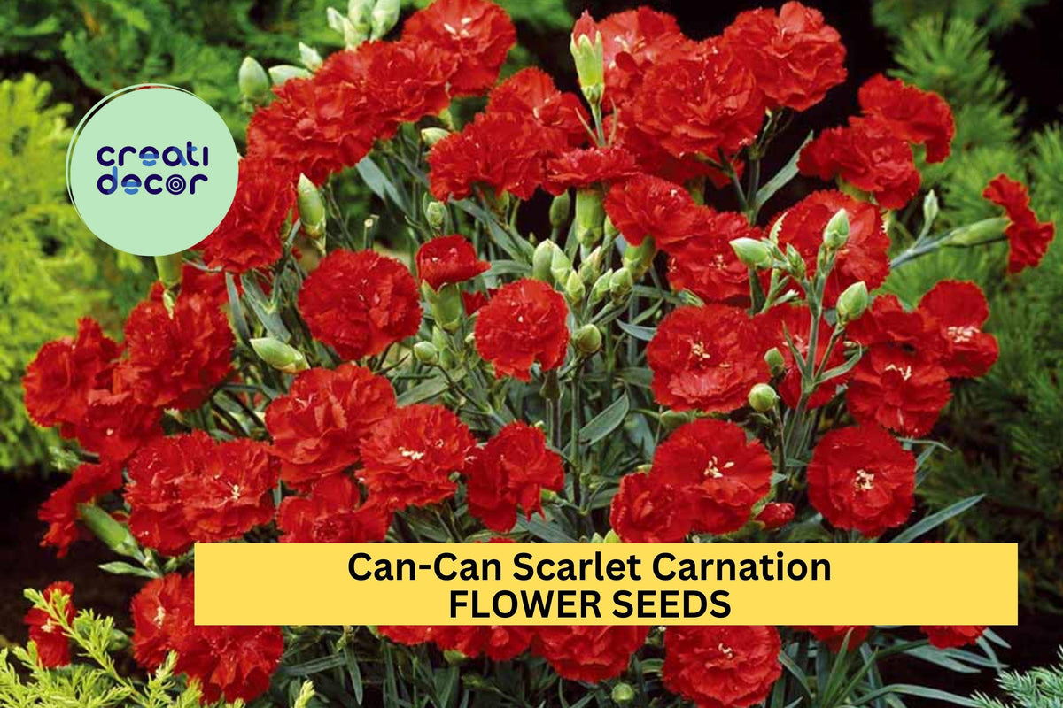 200+ Carnation Seeds - Can-Can Scarlet - Ruffled Red Blooms - Dianthus caryophyllus - Fragrant Flowers for Garden & Bouquets