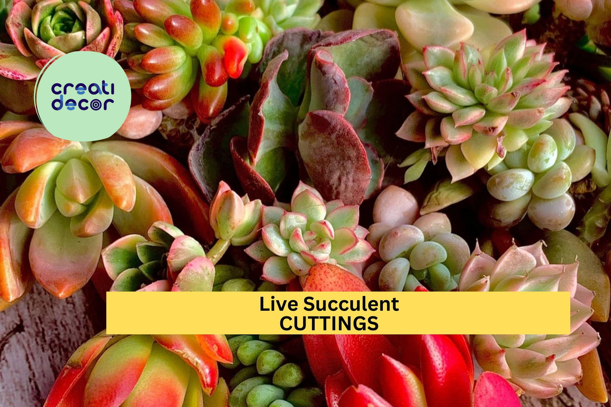 12pc Live Succulent Cuttings – Assorted Bare Root Plants for DIY Gardens, Terrariums & Planters
