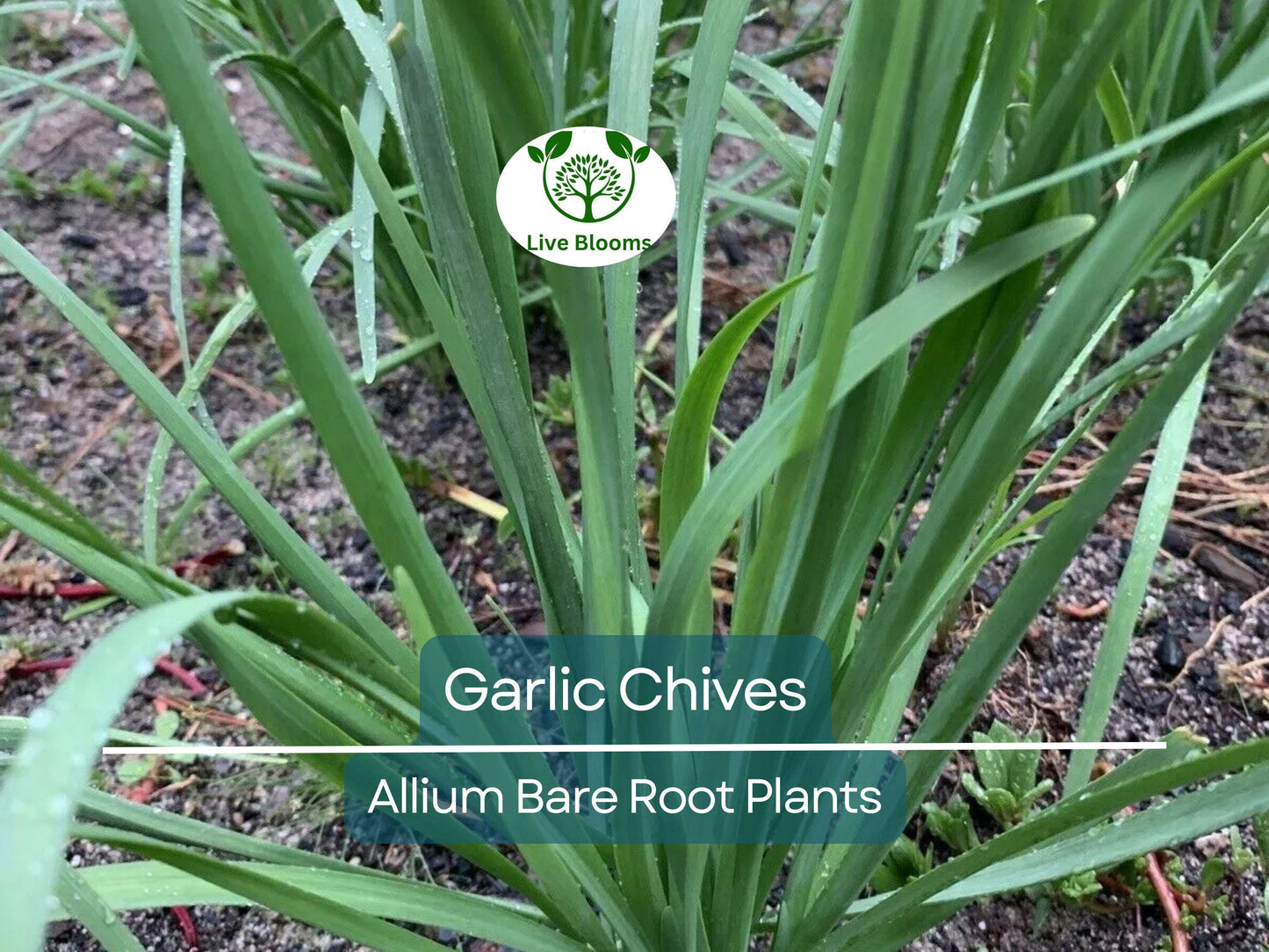 25 Garlic Chives Live Plants – Bare Root Edible Herb Allium Tuberosum for Garden or Containers