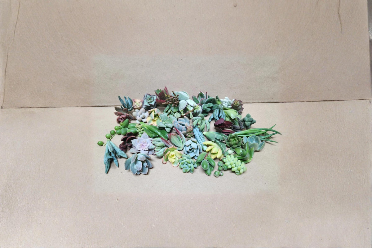 Assorted Succulent Cuttings - 25 Live Unrooted Mixed Varieties for Propagation - Ideal for Container Gardening and Indoor Décor