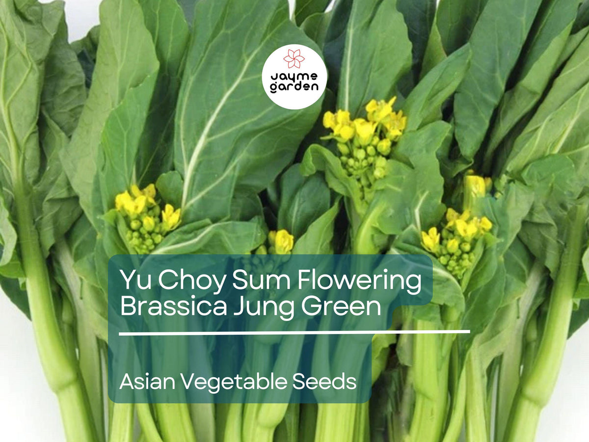 500mg Yu Choy Sum Seeds - Heirloom Brassica Jung Green - Non-GMO Asian Green for Stir-Fries & Soups - Brassica rapa var. parachinensis