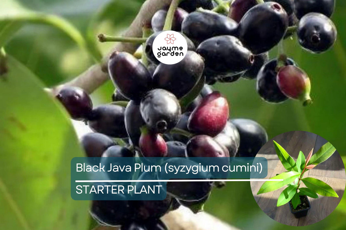 Live Black Java Plum Tree 1’-2’ Syzygium cumini | Tropical Fruit Tree for Culinary & Medicinal Use | Nutritious Black Plums