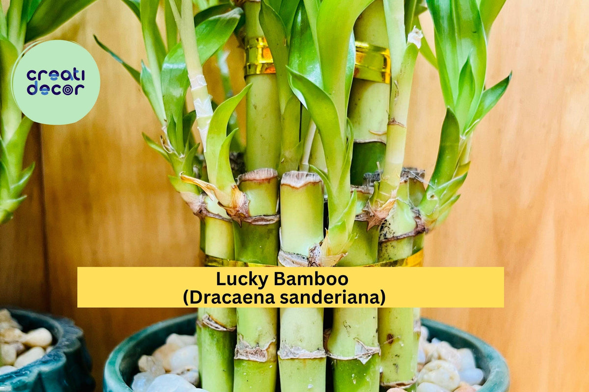 Lucky Bamboo Plants - 4” Live Stalks - Dracaena sanderiana - Feng Shui Indoor Decor - Easy Care Gift Plant - 7 Stalks