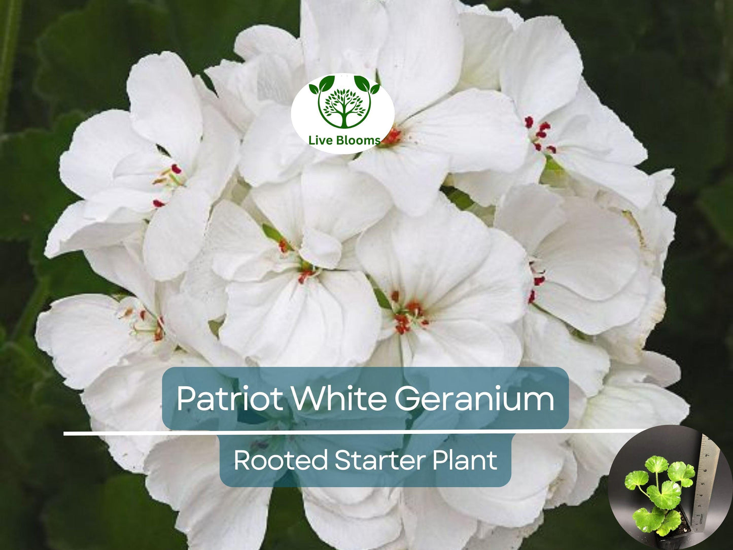 Well Rooted Geranium ‘Patriot White’ Live Plant with Bright Crystal White Zonal Blooms
