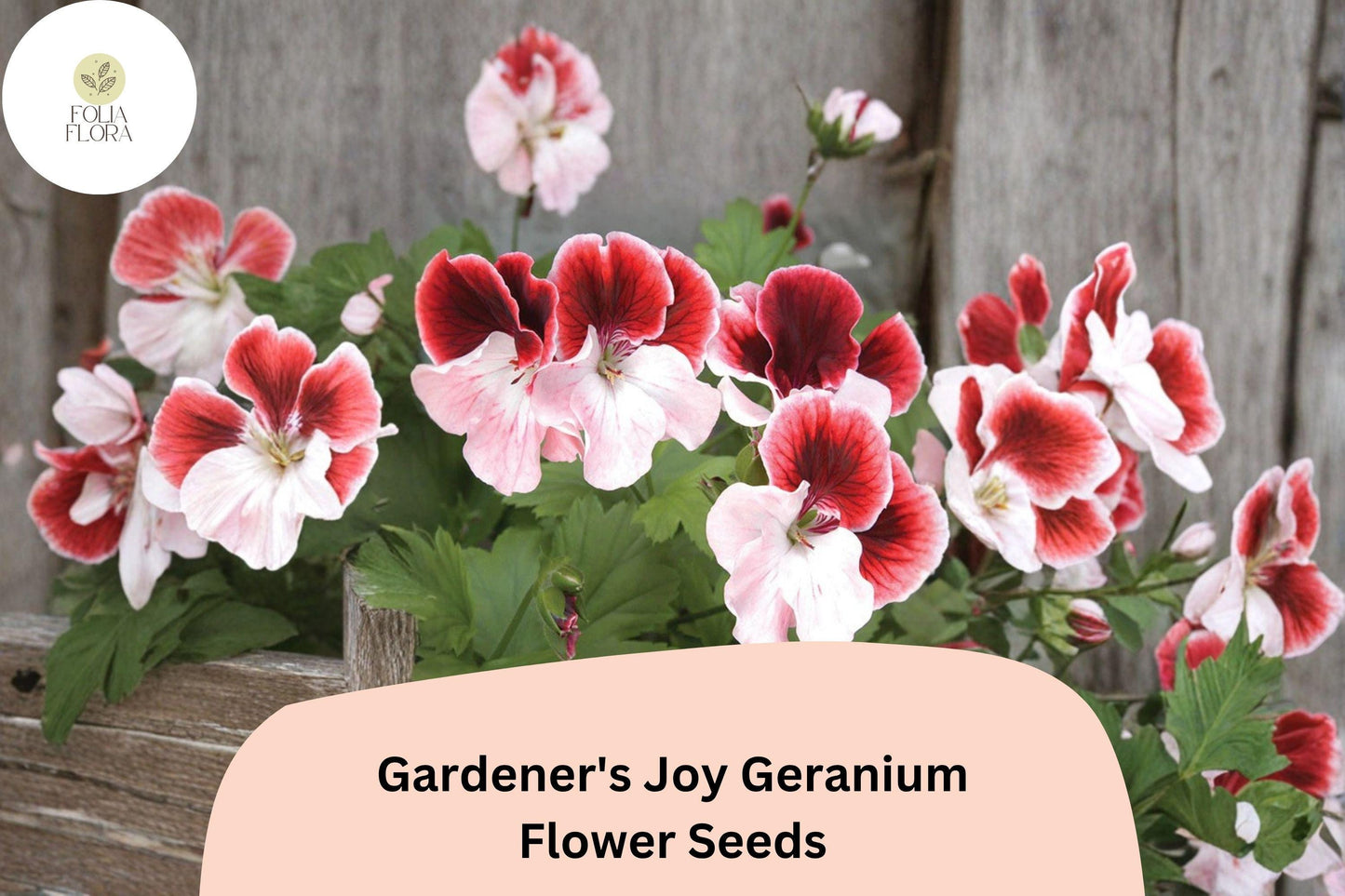 25+ Gardener’s Joy Geranium Seeds | Red and White Pelargonium Bicolor Flowers