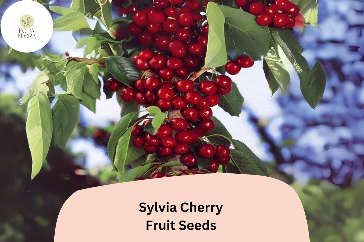 10+ Sylvia Cherry Seeds – Compact Dwarf Tree with Sweet, Juicy Deep Red Cherries for Home Gardens