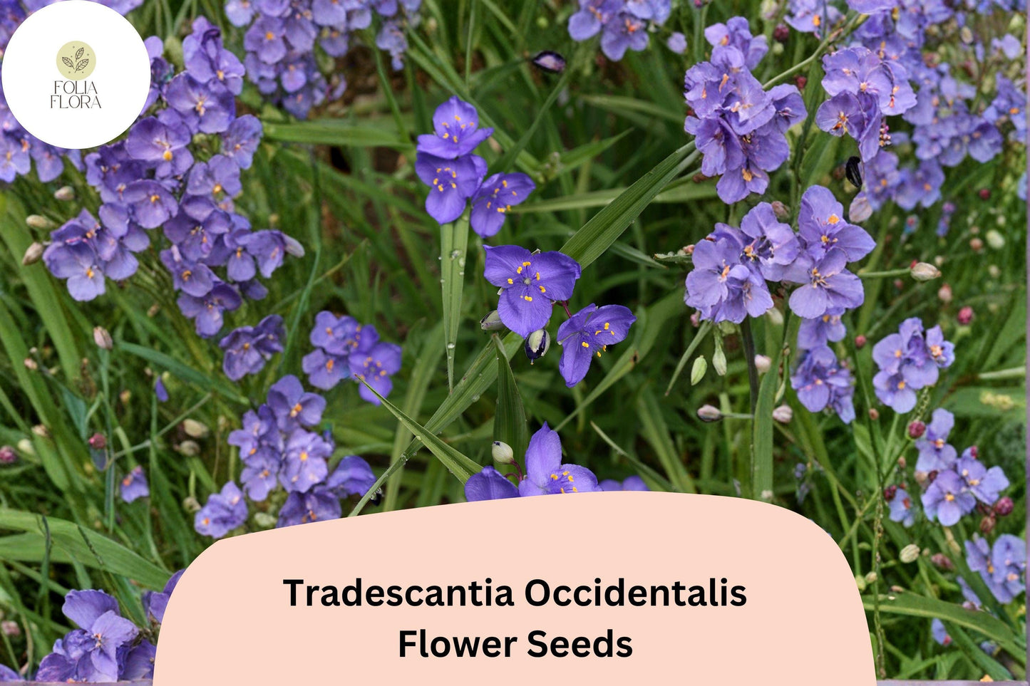 100 Tradescantia occidentalis Seeds | Prairie Spiderwort Native Wildflower for Pollinator Gardens