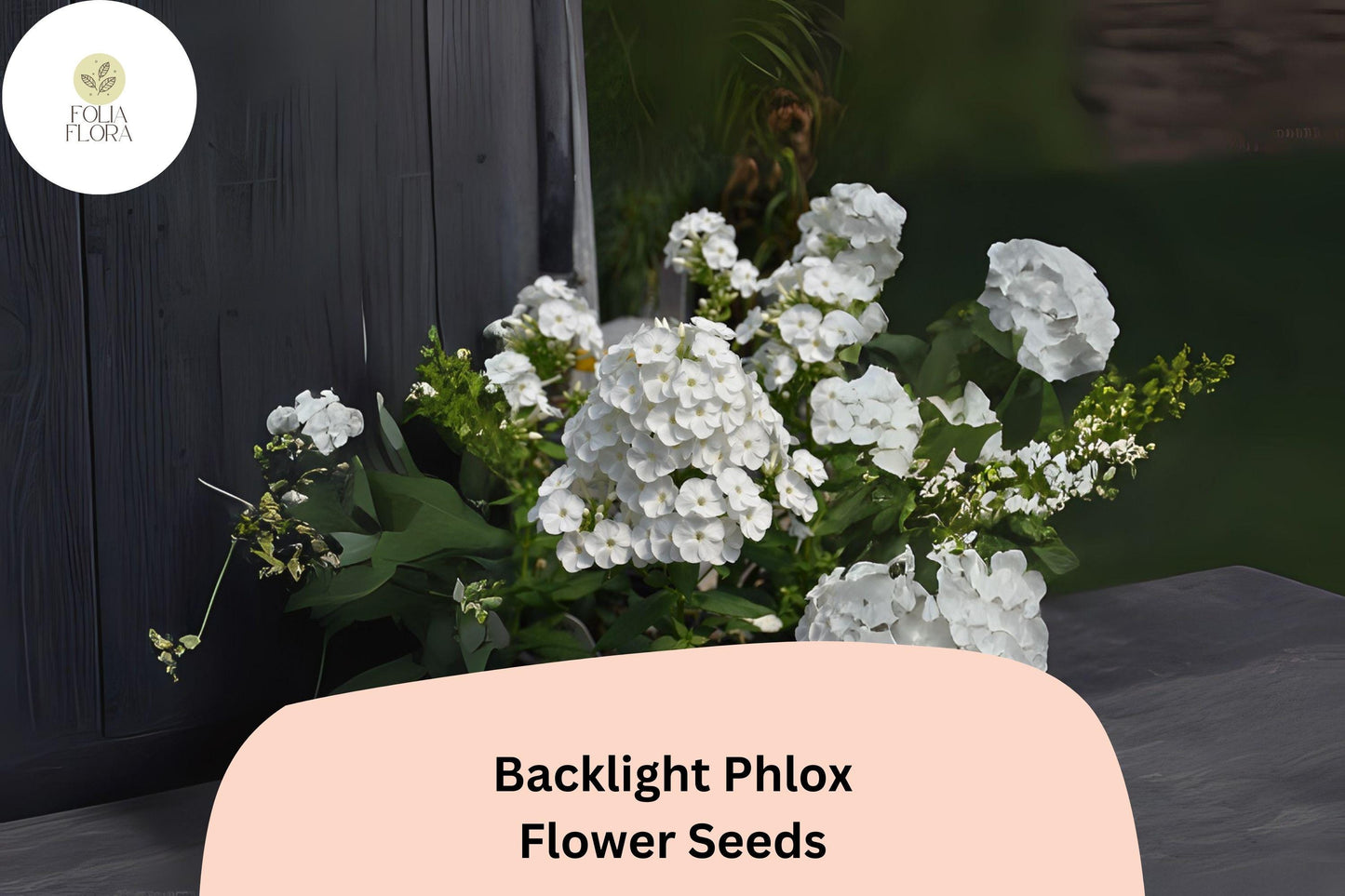 100+ Backlight Phlox Seeds | Phlox paniculata Perennial with White Lavender Glow Flowers