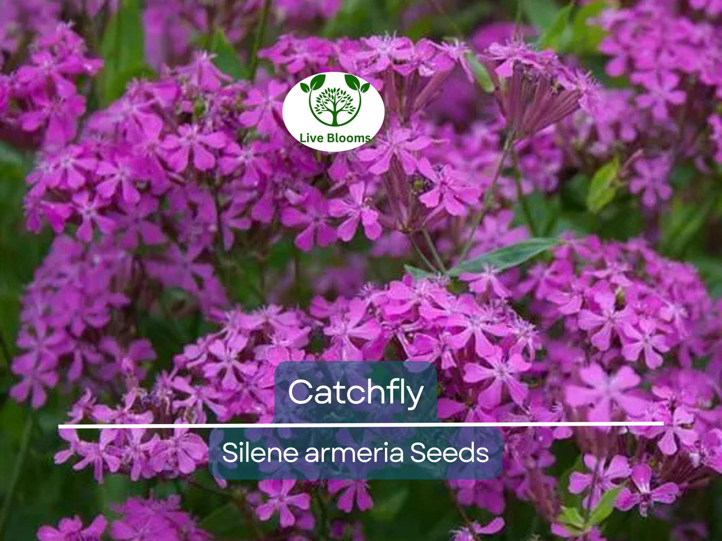 2000 Catchfly Seeds - Hardy Silene Perennials with Vibrant Purple Flowers for Rock Gardens & Pollinators