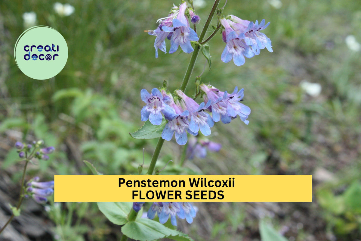100mg Penstemon wilcoxii Seeds - Wilcox's Penstemon for Native Pollinator Gardens - Drought-Tolerant Blue-Violet Flowers