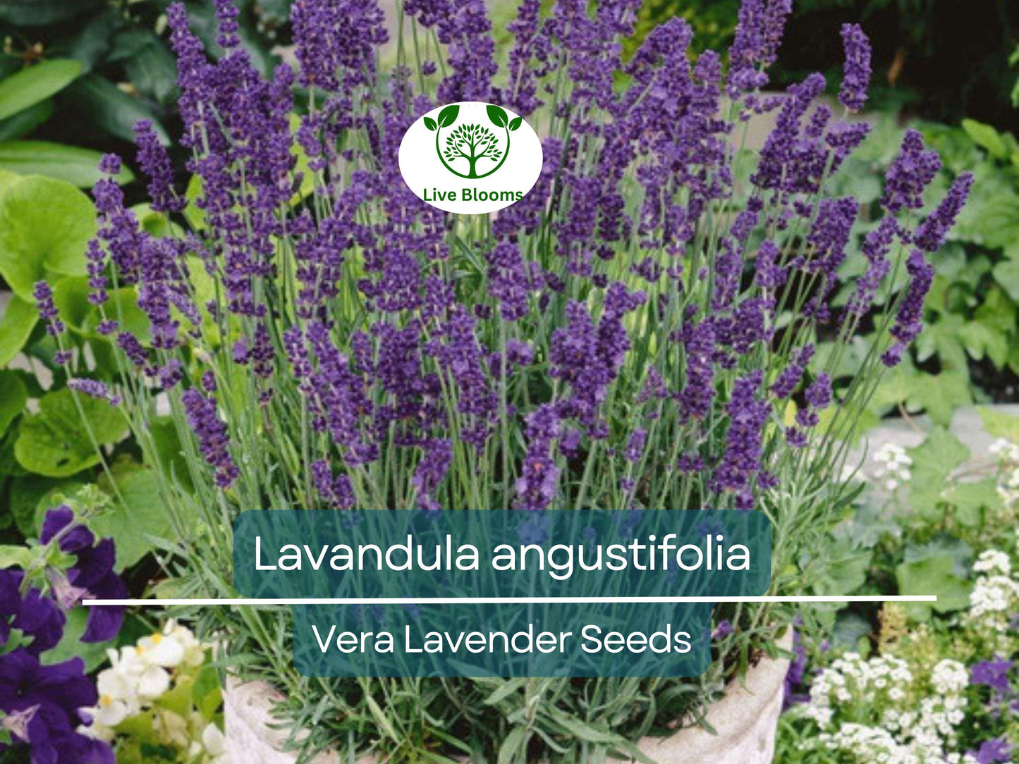 100 Seeds Vera Lavender (Lavandula angustifolia) – Non-GMO Heirloom Aromatic Herb for Garden & DIY