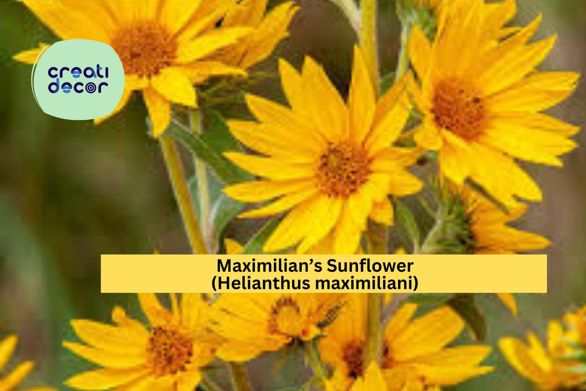 Maximilian’s Sunflower Seeds – 50 Non-GMO Native Perennial Seeds for Pollinator Gardens