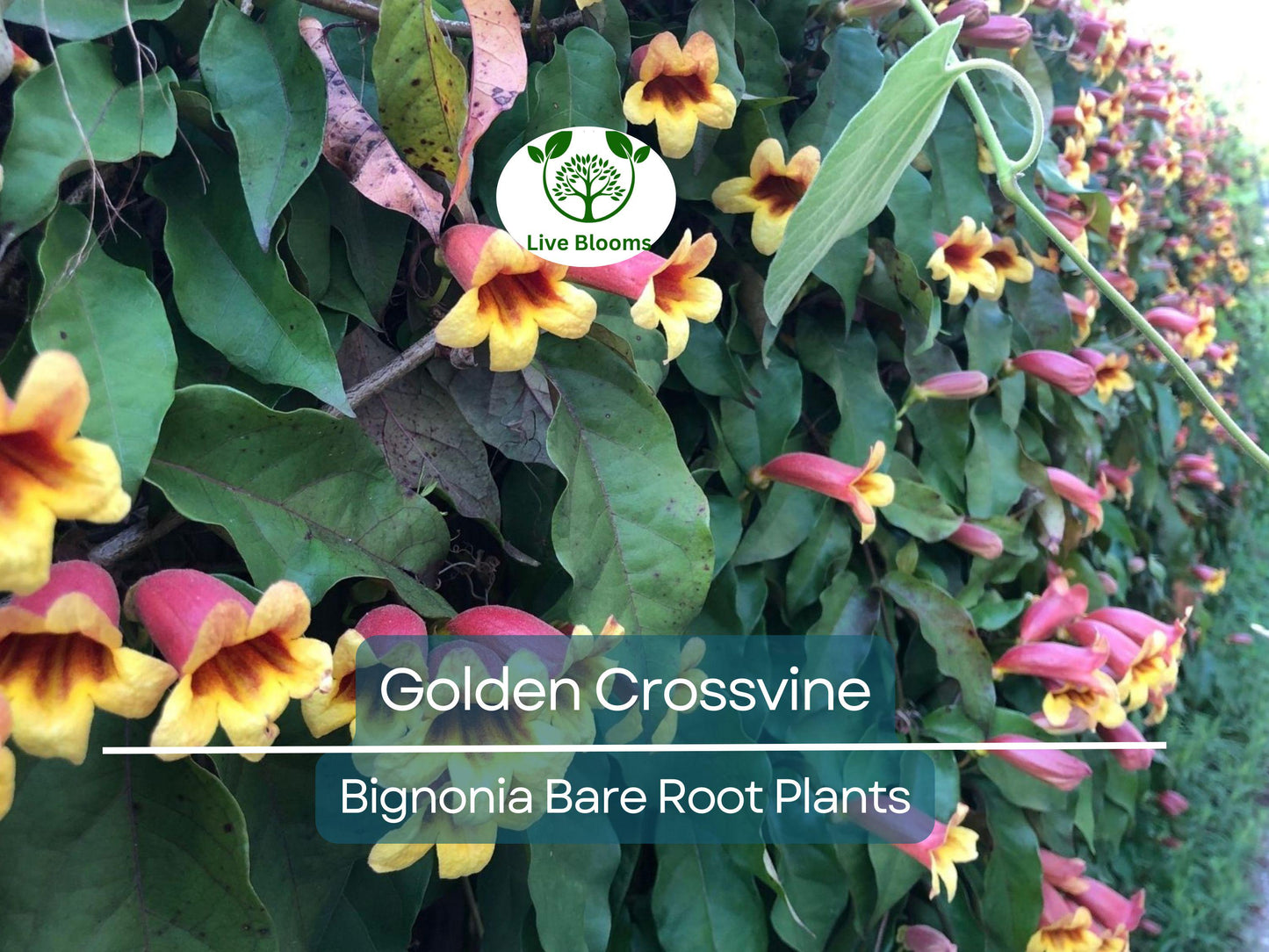 Golden Crossvine Live Plant – Bignonia capreolata Bare Root, Hardy Native Climber with Yellow-Orange Trumpet Blooms