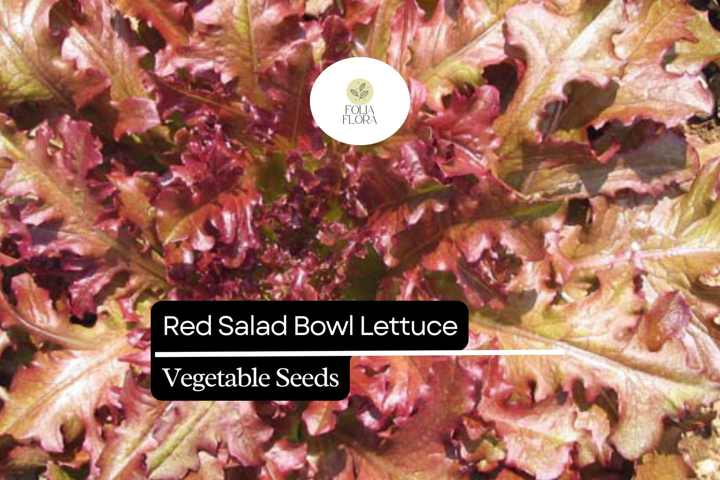 1000 Red Salad Bowl Lettuce Seeds – Heirloom Deep Red Oakleaf Lettuce, Fast-Growing, Non-GMO