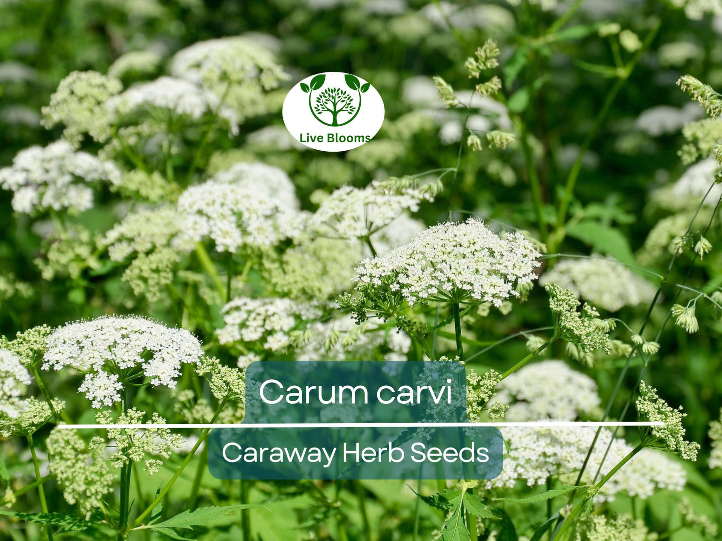 300 Organic Caraway Seeds for Planting - Easy to Grow Carum carvi Herb for Cooking and Baking