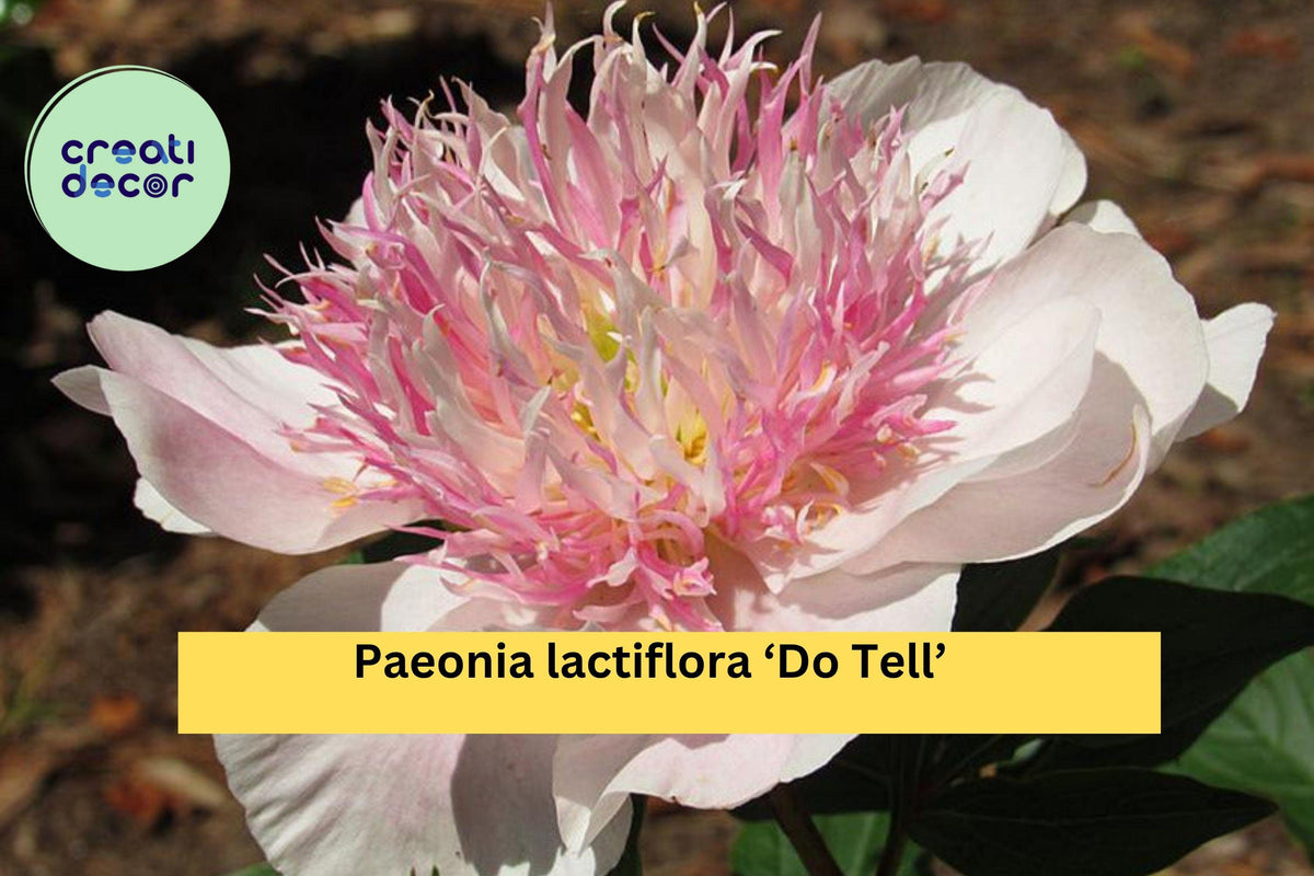 Do Tell Peony Bare Root - 3/5 Eye Pink Flowering Perennial - Paeonia lactiflora ‘Do Tell’ for Garden or Cut Flowers