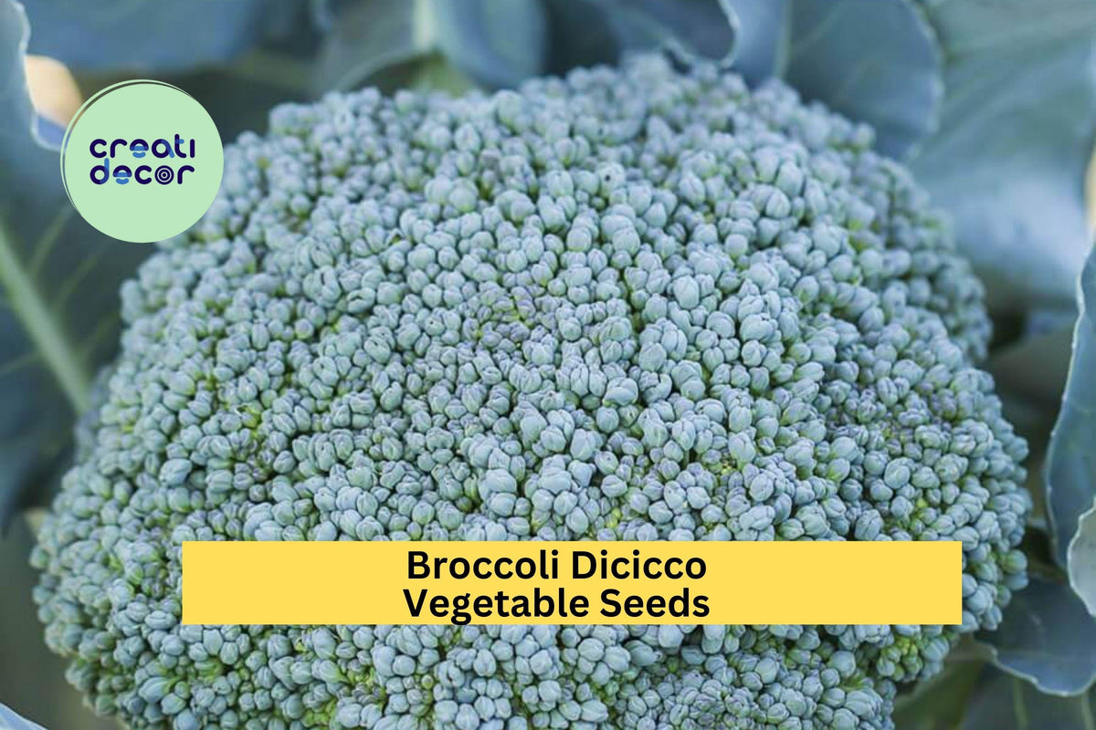 Broccoli Di Cicco Seeds 3pcs 1g Italian Heirloom Brassica oleracea for Home Garden Vegetable Planting