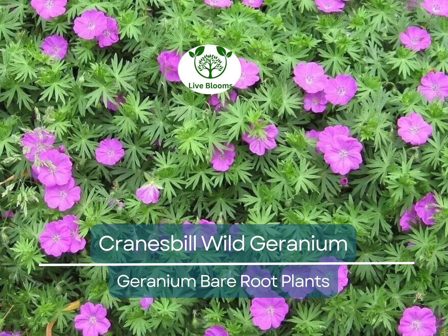 10 Organic Wild Geranium Plants - Native Cranesbill Perennials for Shade Gardens