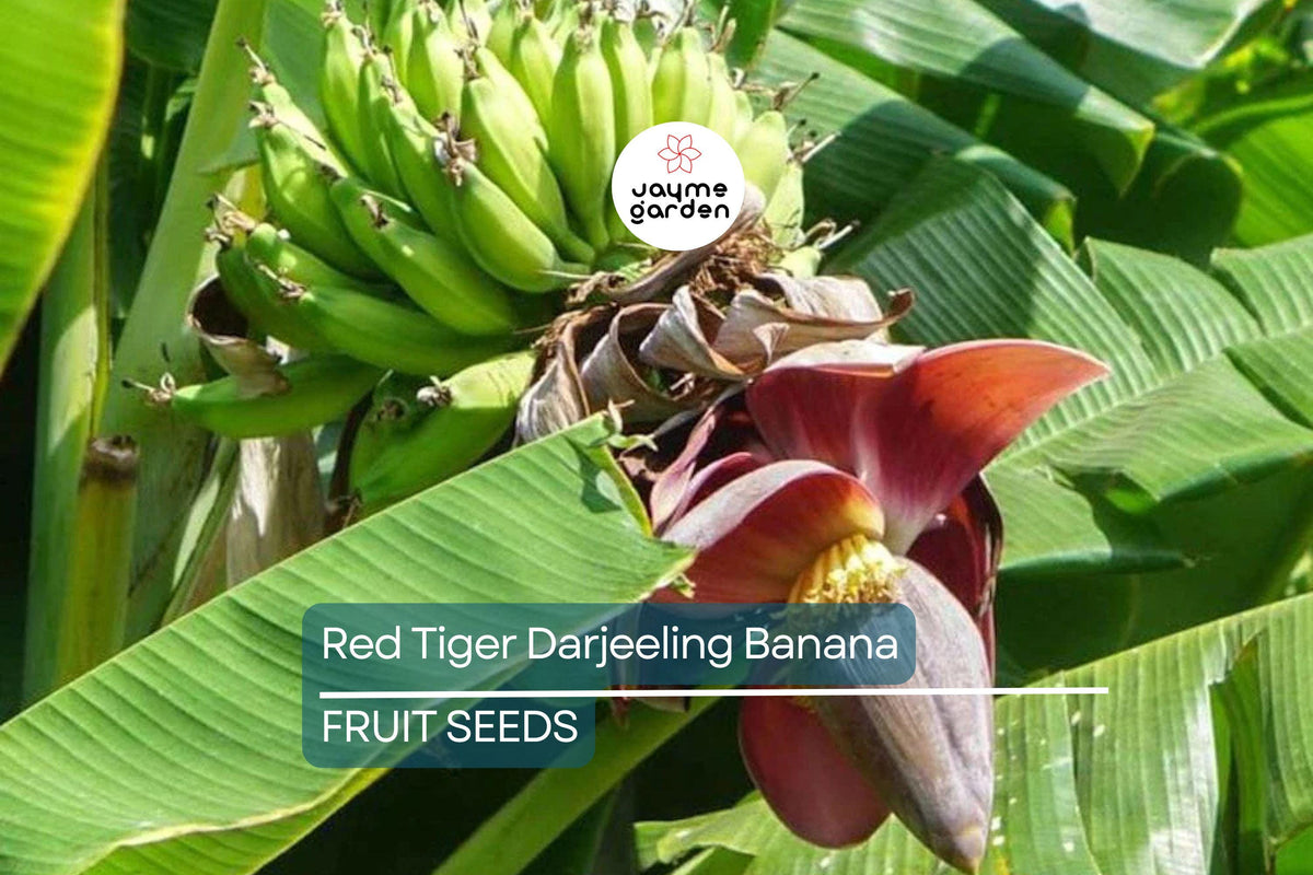 Red Tiger Darjeeling Banana Seeds - 5 Rare Cold Hardy Musa sikkimensis - Tropical Plant for Zone 5, Exotic Red-Striped Leaves
