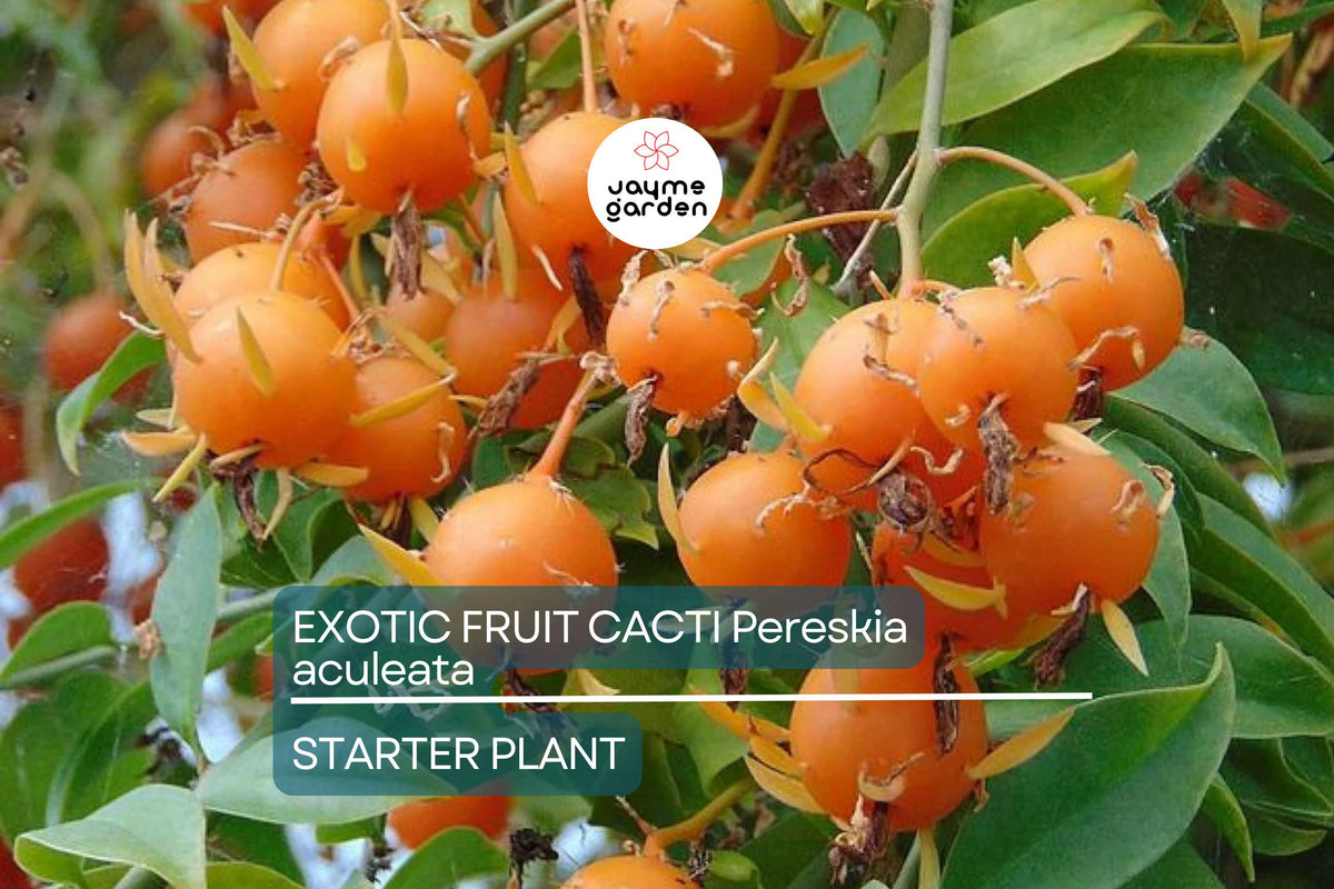 Leaf Cactus Vine 6"-12" Rare Pereskia aculeata, Edible Cactus Plant in 4" Pot, Ornamental Climbing Tropical Vine