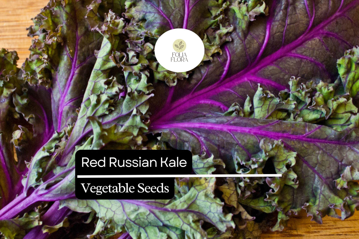 Red Russian Kale Seeds - 500 Heirloom Seeds, Brassica napus, Cold-Hardy, Sweet & Tender Leaves, Fast-Growing, Non-GMO