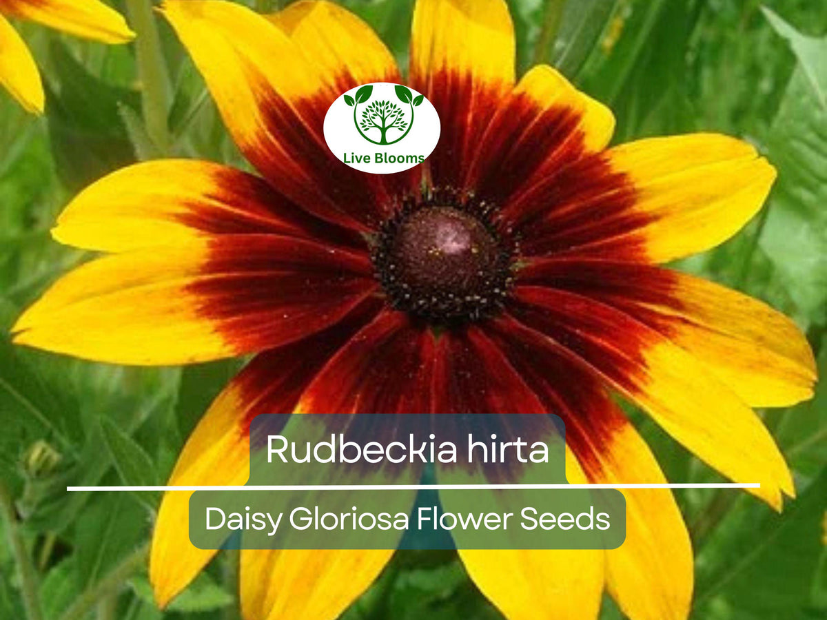 300 Seeds Daisy Gloriosa - Yellow Wildflower, Perennial, Pollinator-Friendly, Drought Tolerant, Rudbeckia hirta