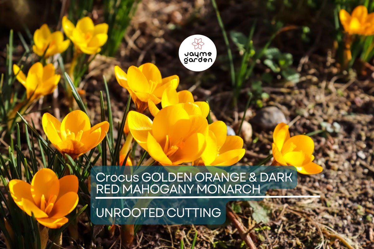 Crocus Bulbs - 5 Orange Monarch Flowering Bulbs, Golden Orange & Dark Red Mahogany - Crocus olivieri subsp. balansae 'Orange Monarch'
