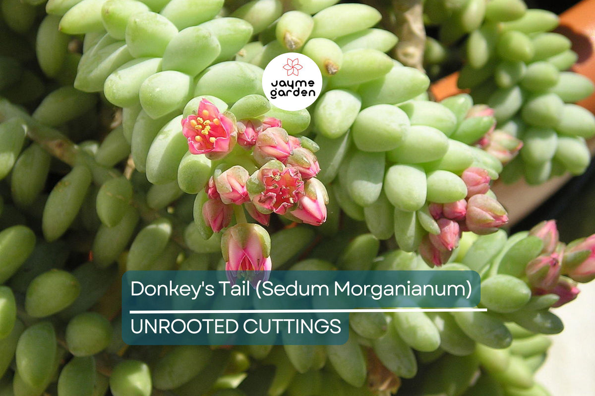 5" Donkey's Tail Succulent Cuttings | 3 Fresh Burro’s Tail (Sedum Morganianum) | Trailing Easy-Care Houseplant
