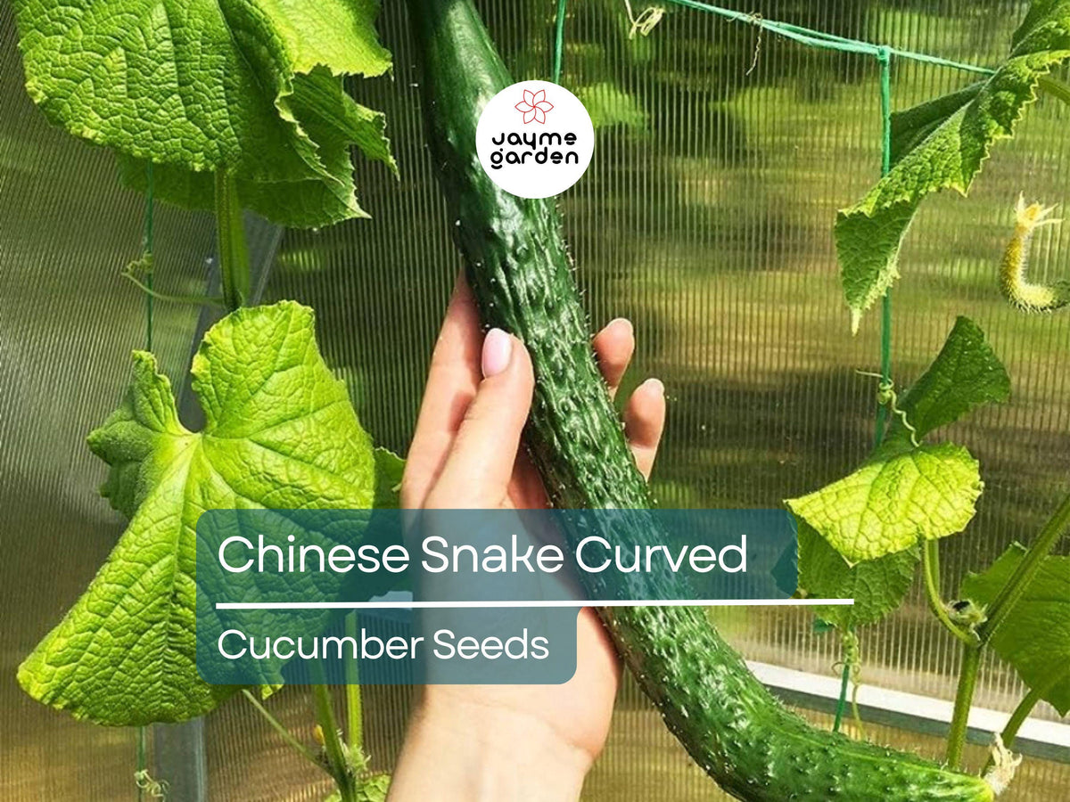 10 Seeds Chinese Snake Cucumber | Curved Heirloom Variety | Heat Tolerant | Crisp & Refreshing | Cucumis sativus
