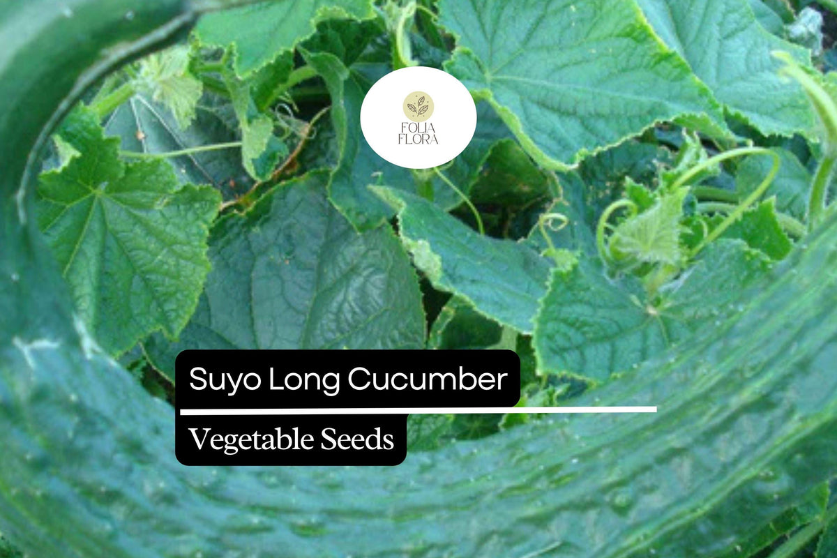 Suyo Long Cucumber Seeds - 20 Heirloom Seeds, Sweet Crisp Burpless Variety, Cucumis sativus, Ideal for Fresh Eating & Salads