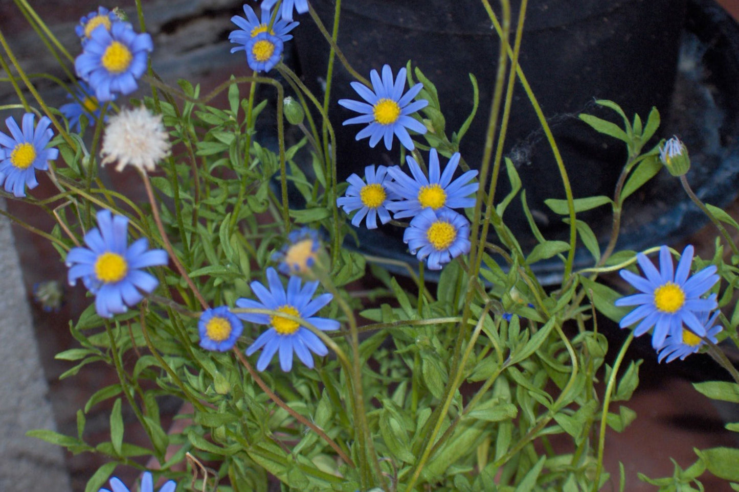 200+ Blue Marguerite Daisy Seeds – Argyranthemum frutescens, Perennial Garden Flowers for Borders & Containers, USA Grown