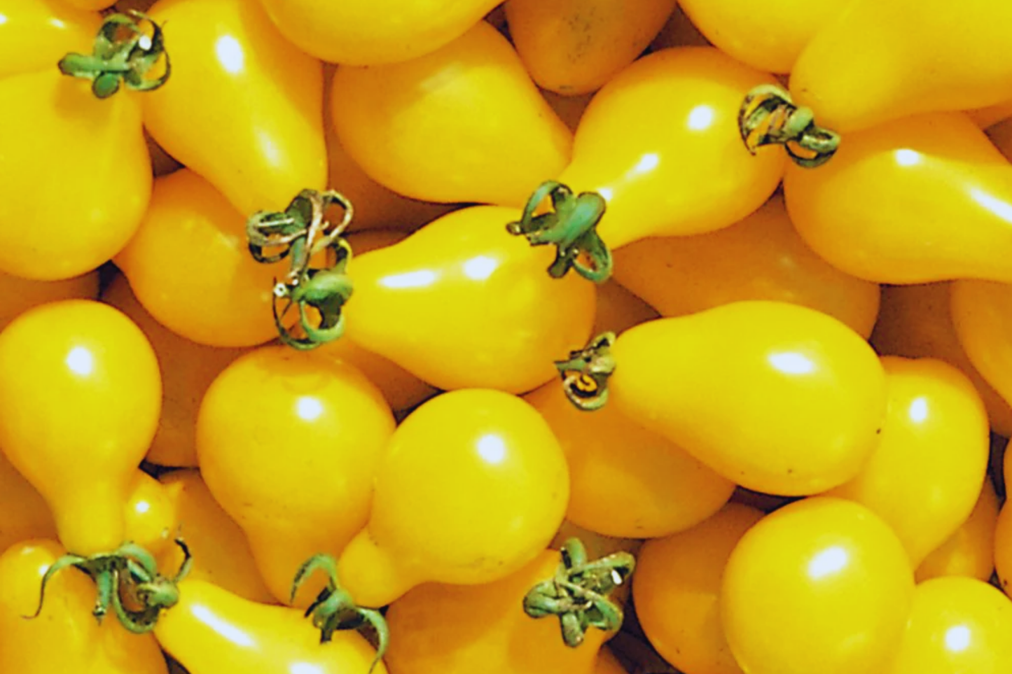 Yellow Pear Tomato Seeds | Heirloom Cherry Pear Tomatoes | Solanum lycopersicum