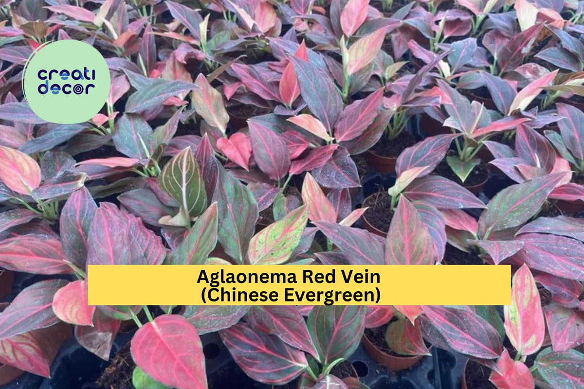 Aglaonema Red Vein Starter Plant – Live Rooted Chinese Evergreen – Easy Care Indoor Tropical Houseplant – Aglaonema commutatum Hybrid