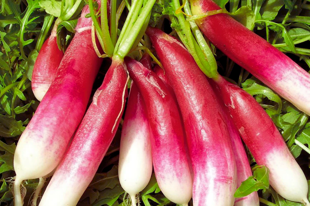 French Breakfast Radish Seeds - Heirloom Raphanus sativus, Red Radish Variety, Fast-Growing Vegetable Seeds for Salad & Garnish