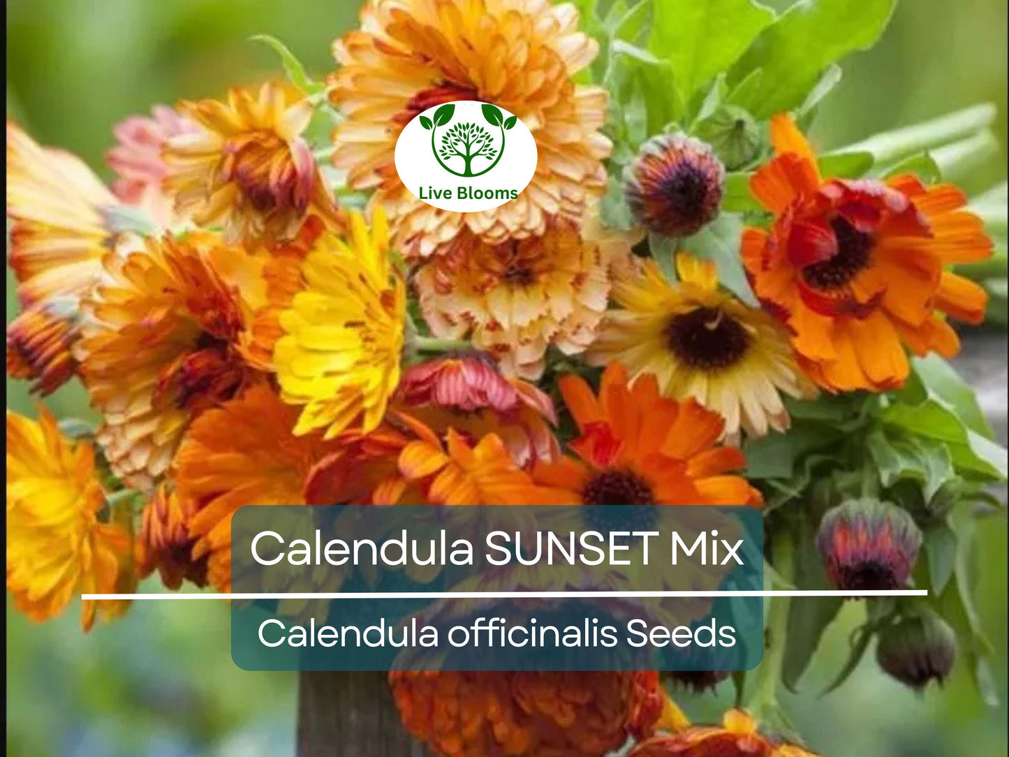 50 Seeds Calendula SUNSET Mix Double Blooms - Heirloom, Edible, Non-GMO Garden Flowers
