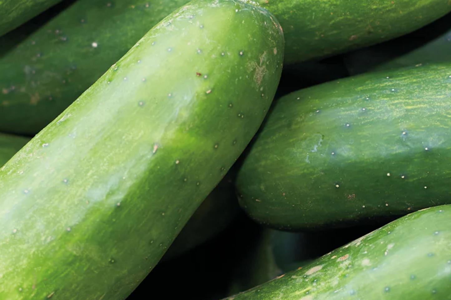 Marketmore Cucumber Seeds | Organic NON-GMO Heirloom Cucumis sativus