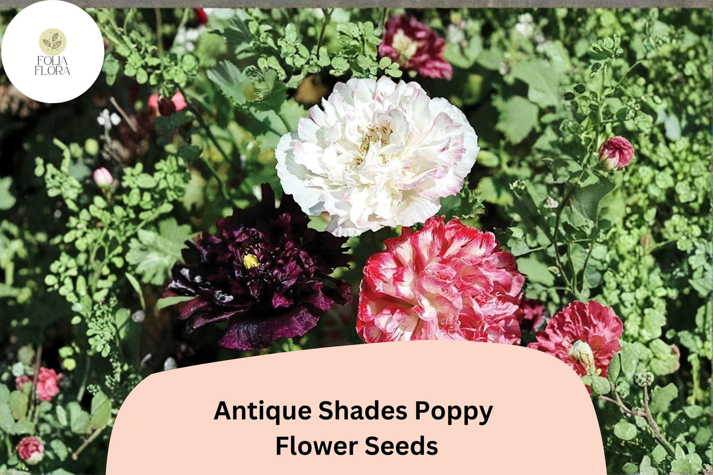 200+ Antique Shades Poppy Seeds | Easy-to-Grow Papaver Annual Flowers for Beds & Pots