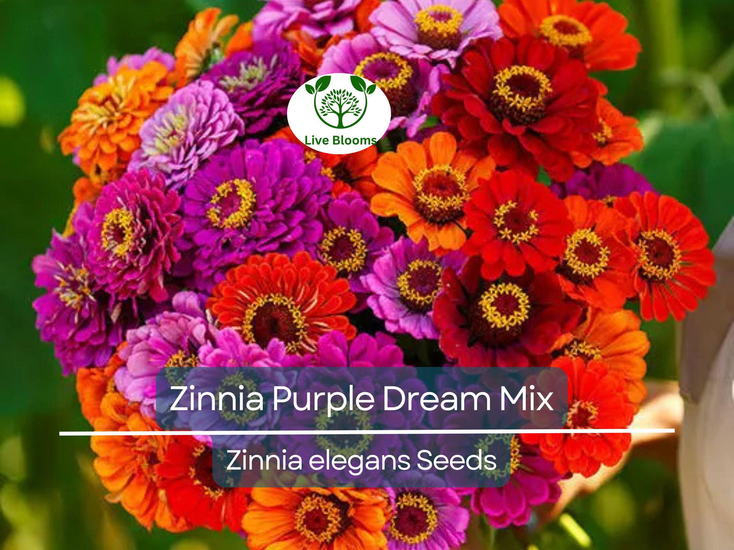 100 Seeds Zinnia Purple Dream Mix – Vibrant Red Double Blooms, Attracts Butterflies & Hummingbirds, Non-GMO, Easy to Grow