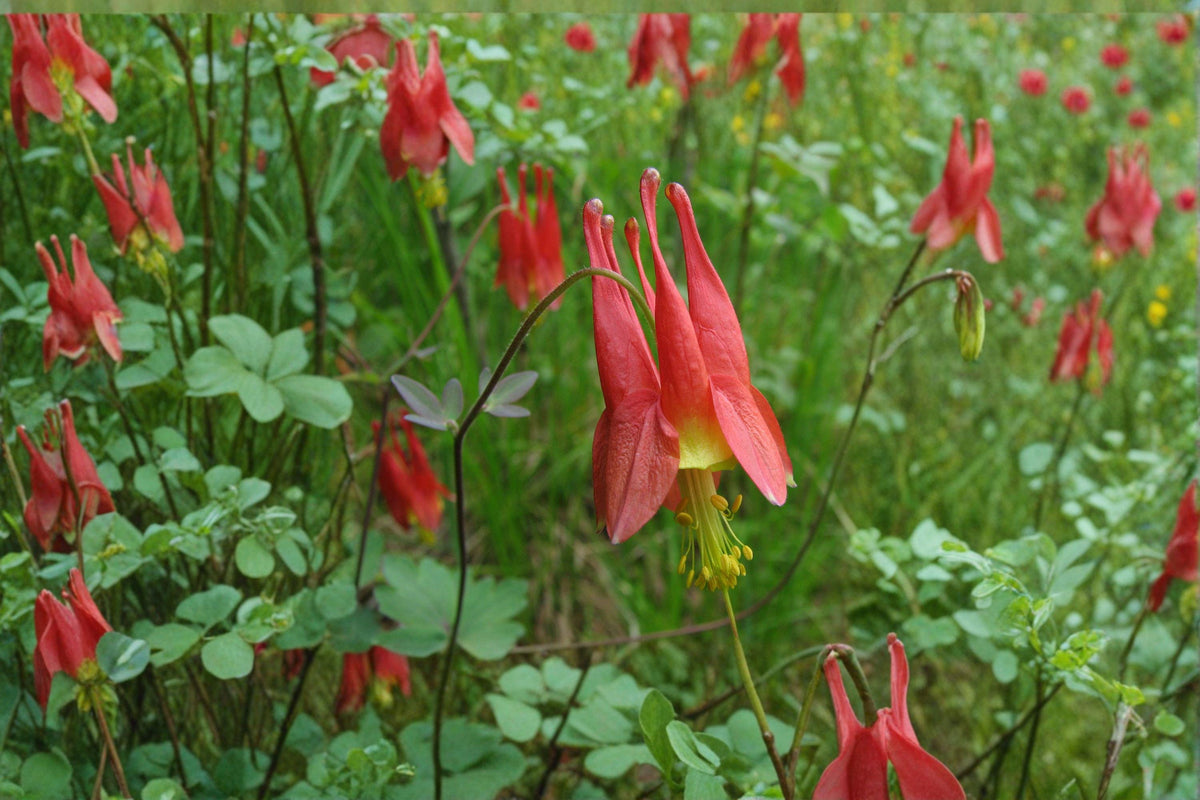 American Red Columbine Seeds - 100 Count - Native Wildflower - Aquilegia canadensis - Red & Yellow Blooms - Pollinator Friendly