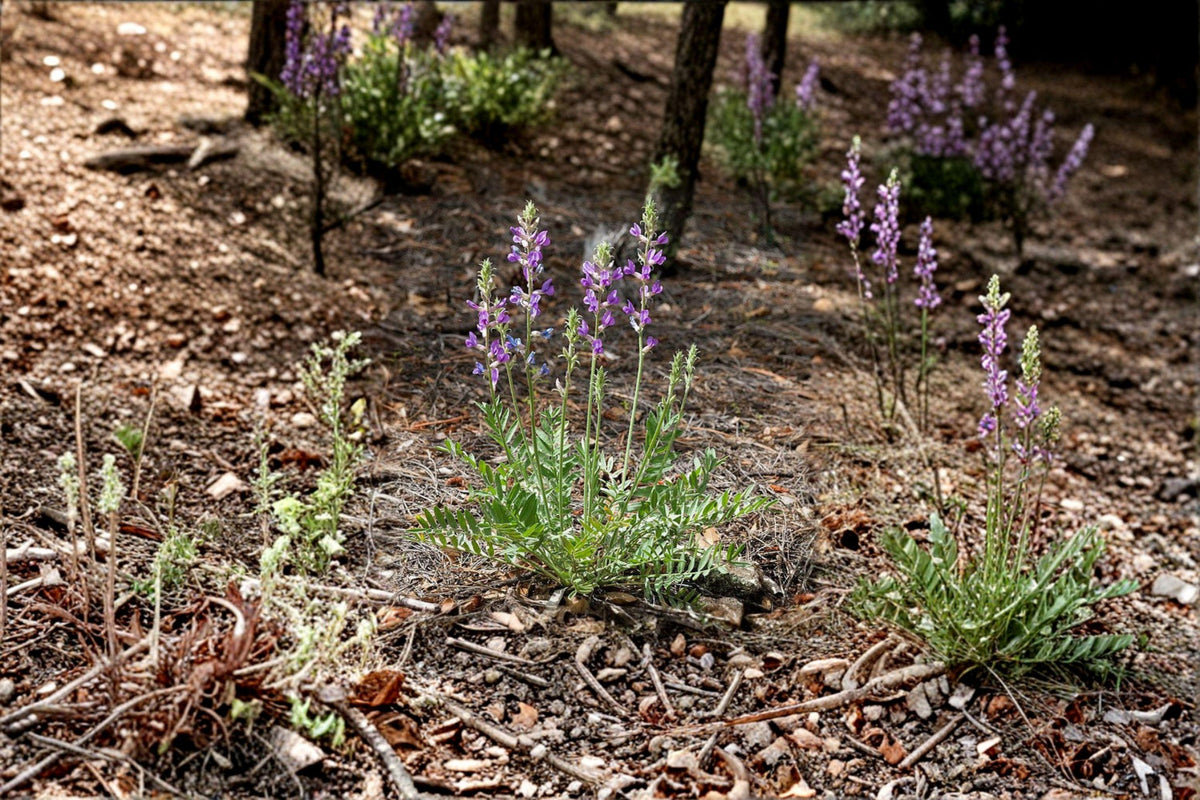 Showy Locoweed Seeds – 25 Drought-Tolerant Purple Wildflower Seeds – Oxytropis lambertii – Native Prairie Perennial