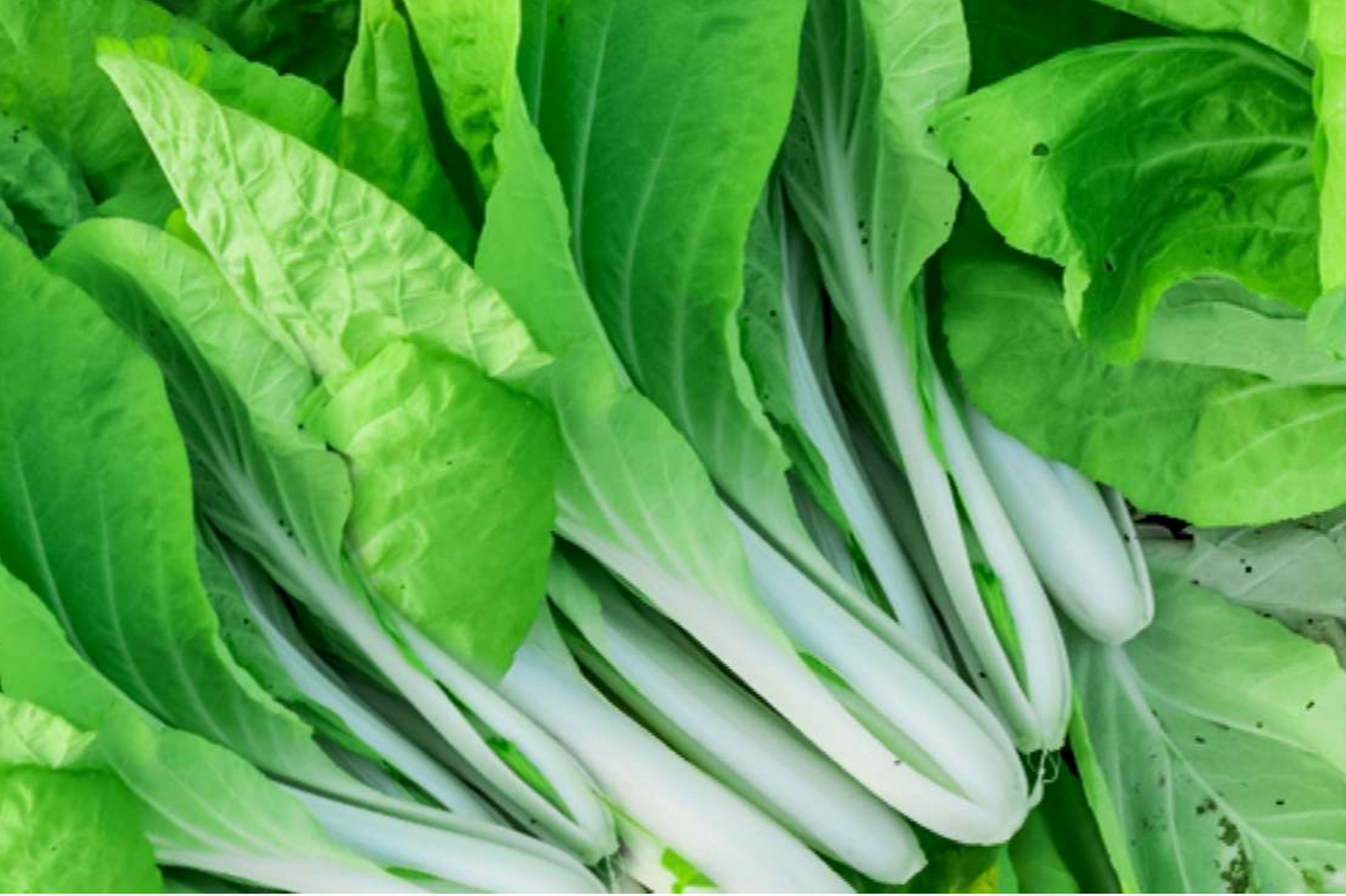 Pak Choi Cabbage Seeds - White Stem Baby Bok Choy | NON-GMO Brassica rapa subsp. chinensis
