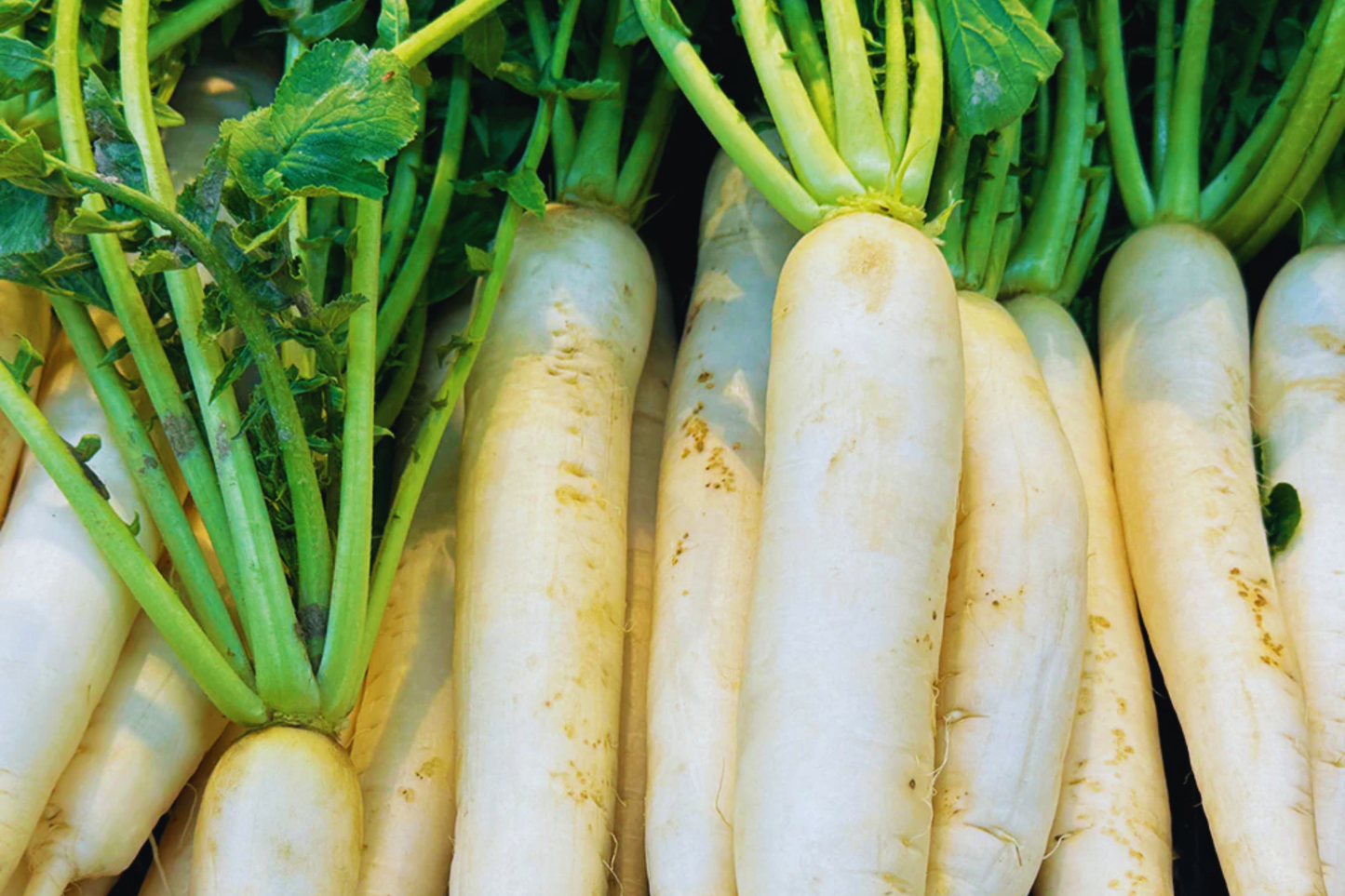 Daikon Radish Seeds Heirloom NON-GMO | Large White Variety | Raphanus sativus