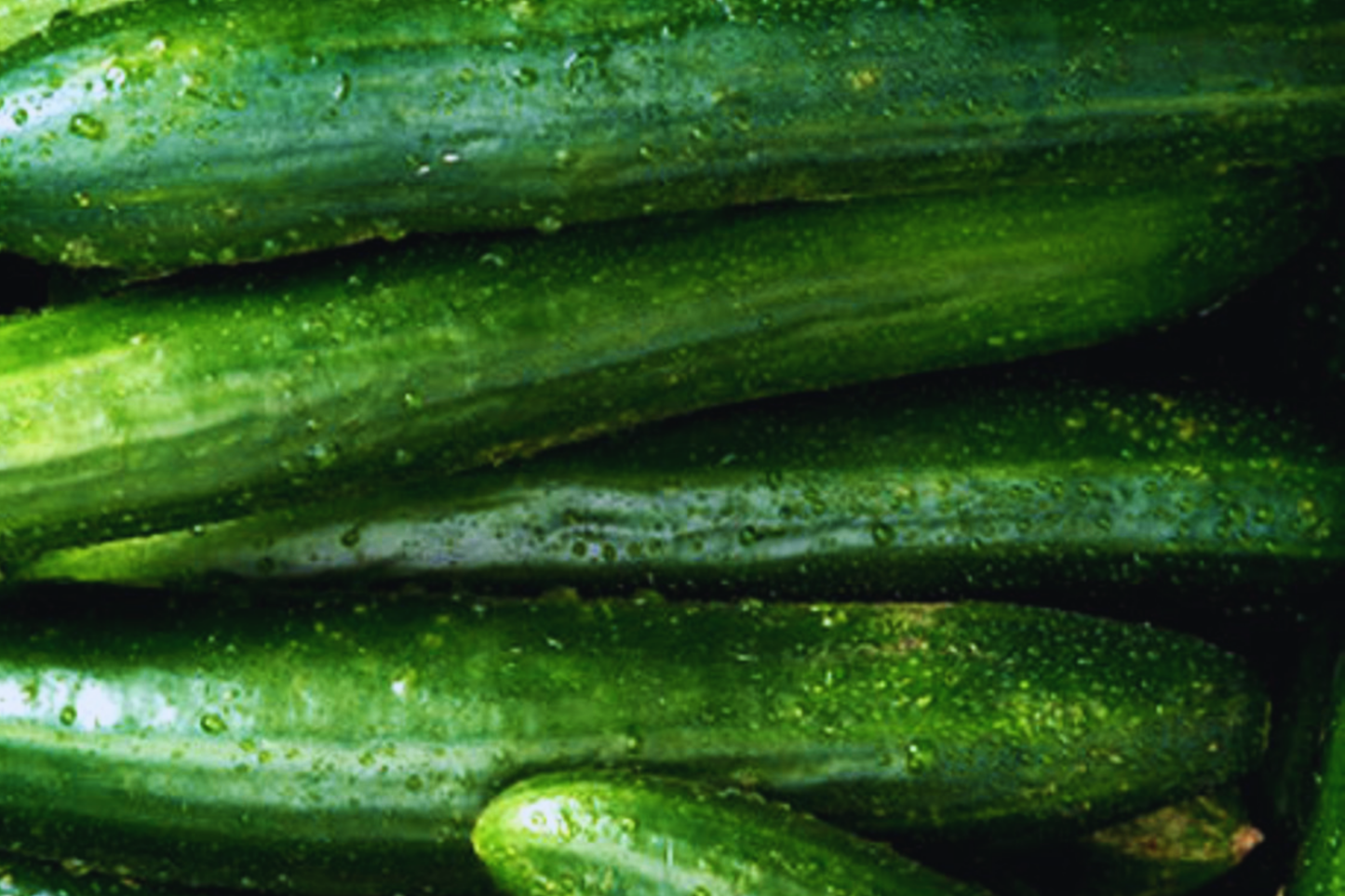Cucumber Seeds Asia Summer Variety | NON-GMO Organic Cucumis sativus