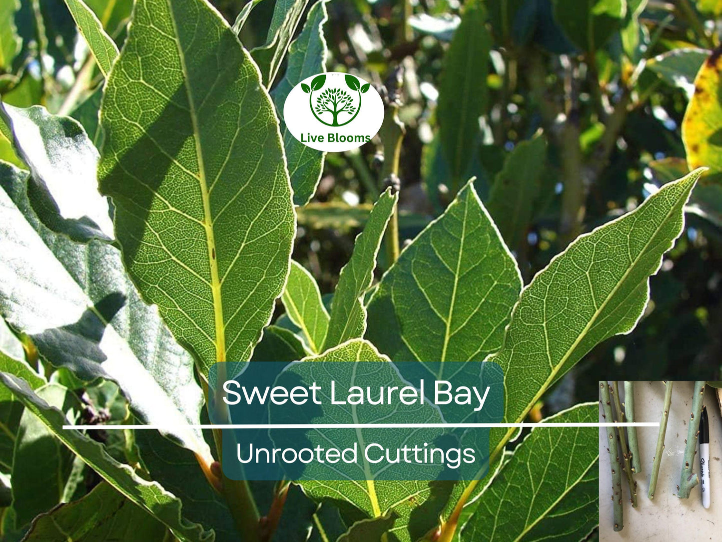 5 Sweet Laurel Bay Tree Unrooted Cuttings (Laurus nobilis) 6-8" Aromatic Herb for Culinary and Garden Use