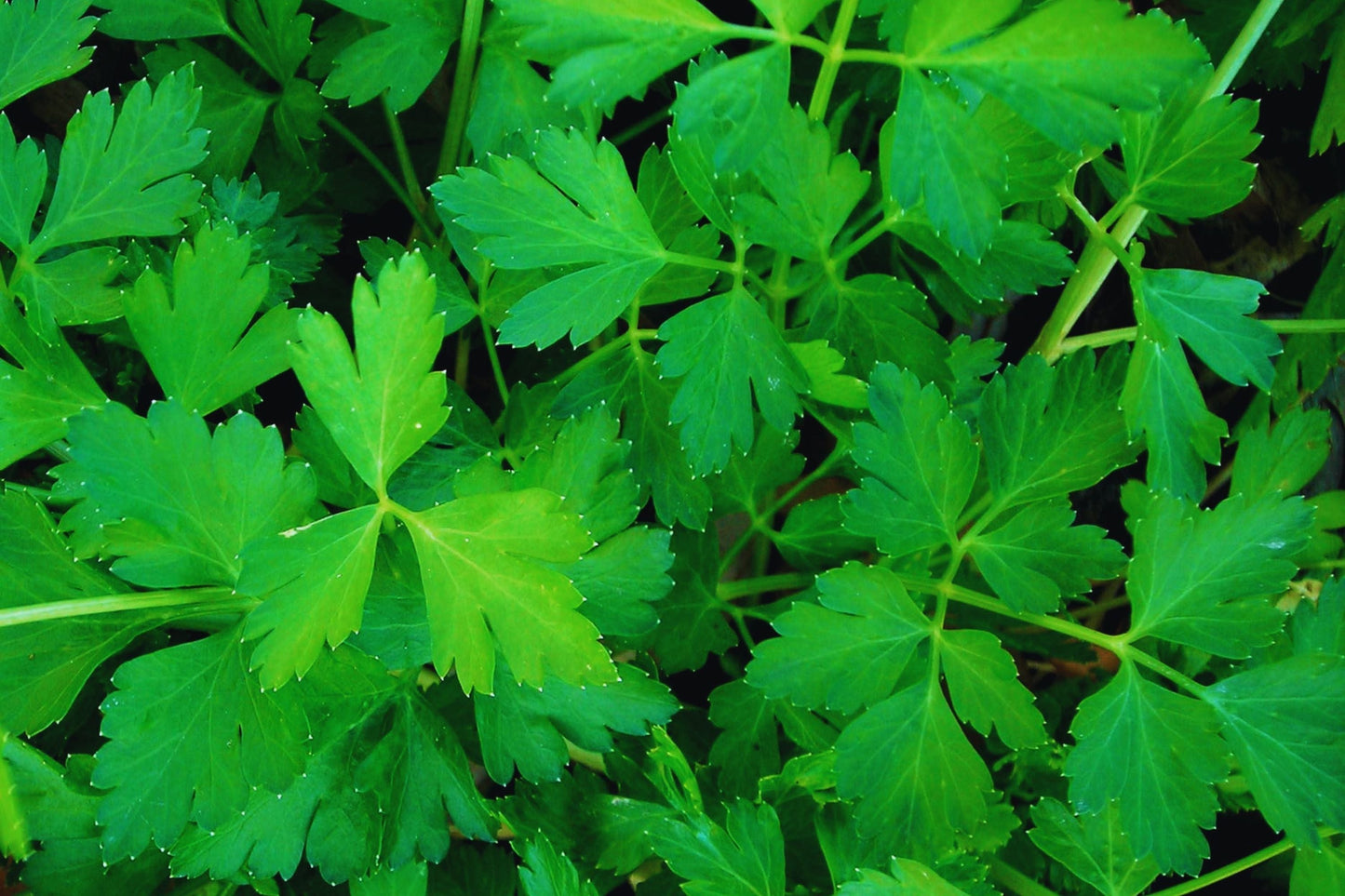 Italian Flat Leaf Parsley Seeds | Dark Green Non-GMO | Petroselinum crispum