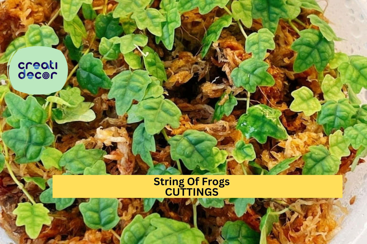 String of Frogs Cutting in Moss Propagation Cup – Rare Trailing Tropical Houseplant for Terrariums & Hanging Pots