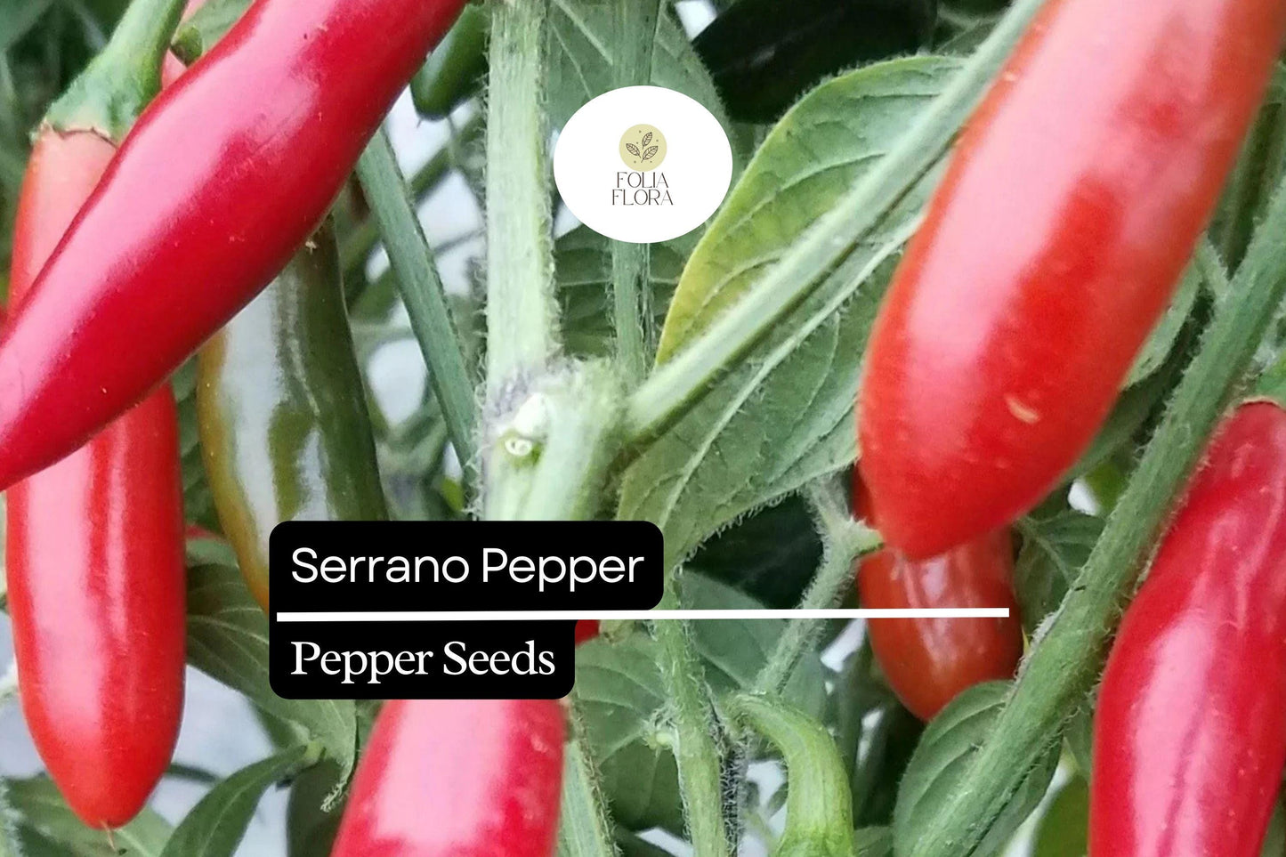 25 Serrano Pepper Seeds – Heirloom Capsicum annuum – Medium-Hot, High-Yielding Chili Peppers
