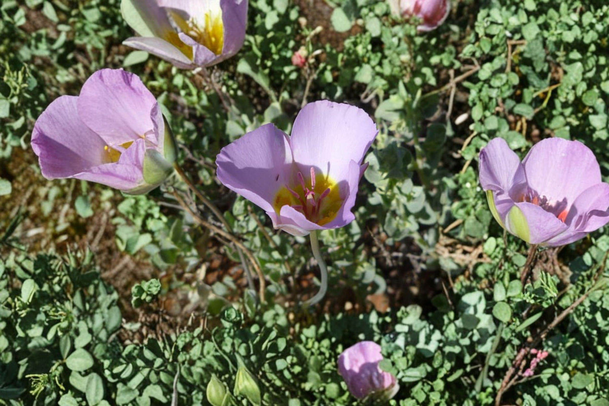 Calochortus flexuosus Seeds - 30 Count Winding Mariposa Lily, Straggling Mariposa Lily, Native Western Wildflower